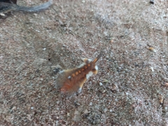 Arctiini
