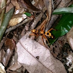 Sphictostethus gravesii