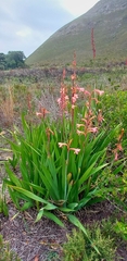 Watsonia fourcadei