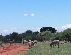 Equus quagga