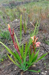 Watsonia fourcadei