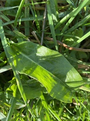 Rumex acetosa