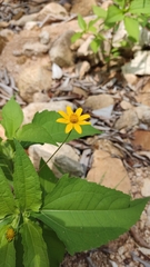 Melampodium divaricatum