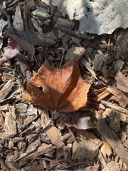 Pisolithus arenarius