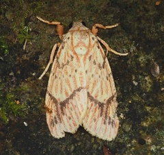 Barsine striata