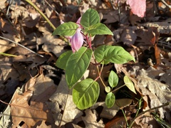 Fuchsia magellanica