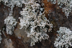 Stereocaulon sterile