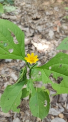 Melampodium divaricatum