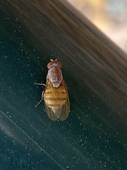 Ormia