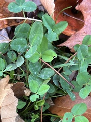 Erysiphe trifoliorum