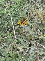 Rudbeckia amplexicaulis