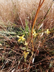 Moraea lewisiae