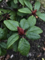 Rhododendron