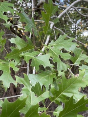 Quercus shumardii