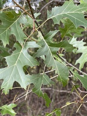 Quercus shumardii