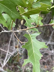 Quercus shumardii