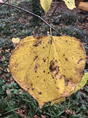 Cercis canadensis