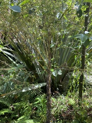 Erigeron sumatrensis