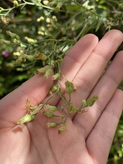 Erigeron sumatrensis