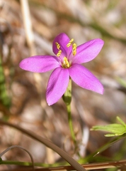 Zeltnera venusta