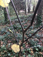 Cercis canadensis