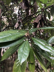 Magnolia grandiflora