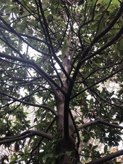 Magnolia grandiflora