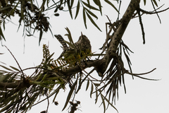 Campylorhynchus fasciatus