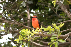 Pyrocephalus rubinus