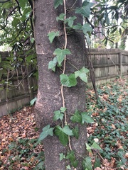 Magnolia grandiflora