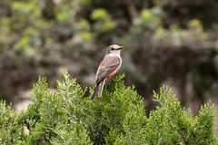 Pyrocephalus rubinus