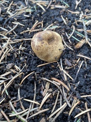 Scleroderma citrinum