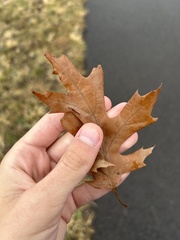 Quercus ellipsoidalis