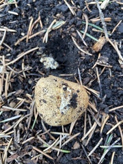 Scleroderma citrinum