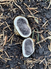 Scleroderma citrinum