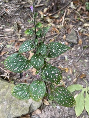 Hypoestes phyllostachya