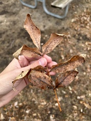 Fraxinus pennsylvanica