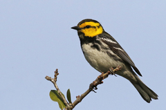 Setophaga chrysoparia