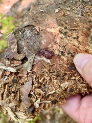 Vaejovis carolinianus