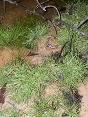 Juncus bufonius