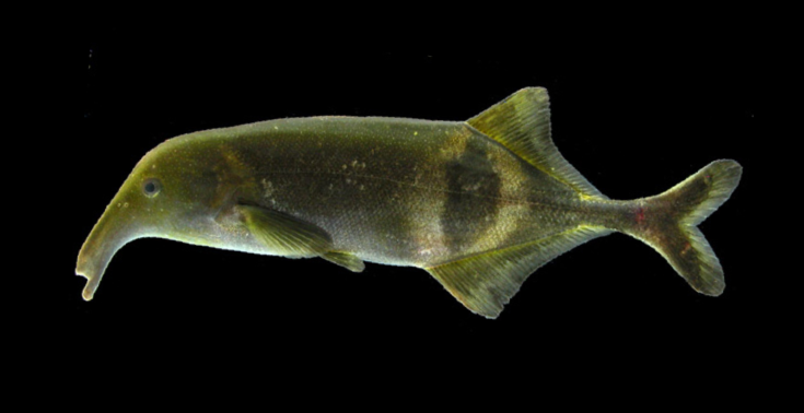 Campylomormyrus phantasticus