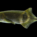 Campylomormyrus phantasticus - Photo (c) Electric_fish_and_EODs.png, algunos derechos reservados (CC BY-SA)