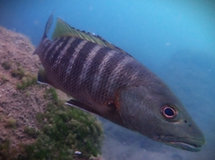 Lutjanus novemfasciatus