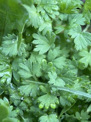 Alchemilla arvensis