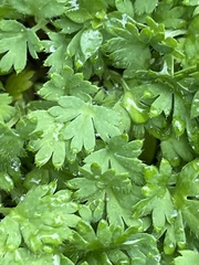 Alchemilla arvensis