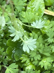 Alchemilla arvensis