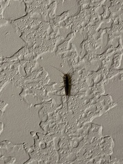 Ctenolepisma longicaudatum