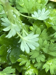 Alchemilla arvensis