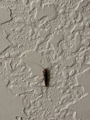 Ctenolepisma longicaudatum