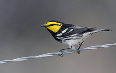 Setophaga chrysoparia